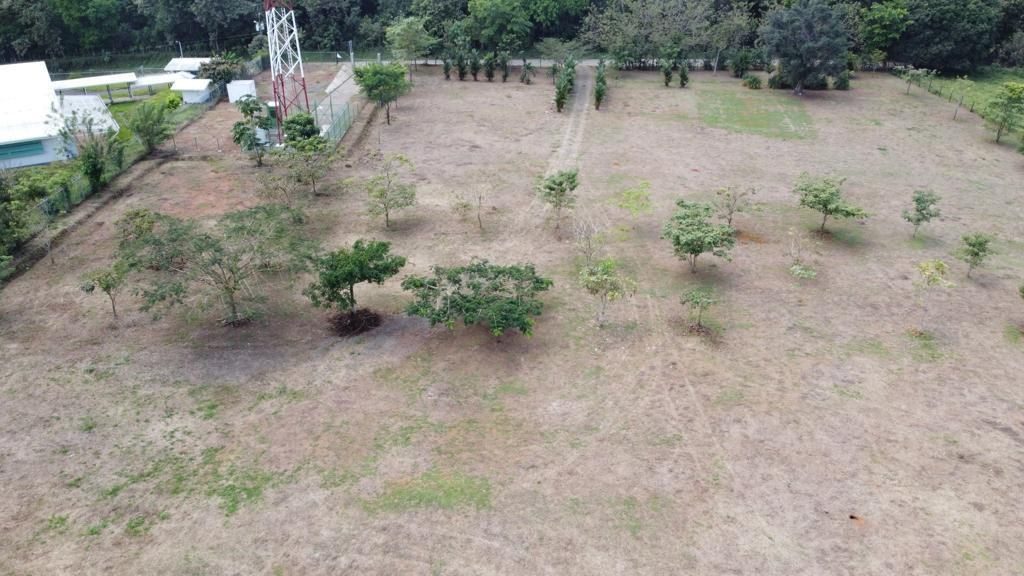 Land in Londres, Naranjito photo 4