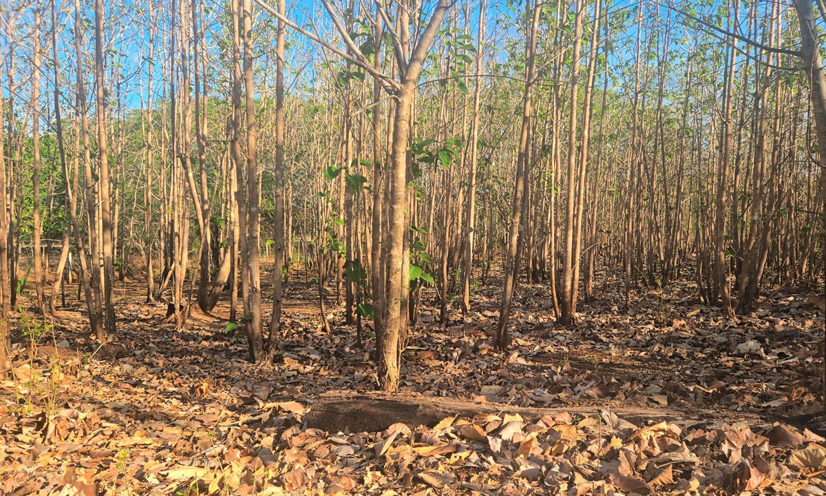 Land in Sardinal, Guanacaste photo 3