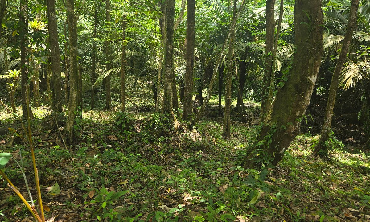 Finca Ecológica en Upala photo 3