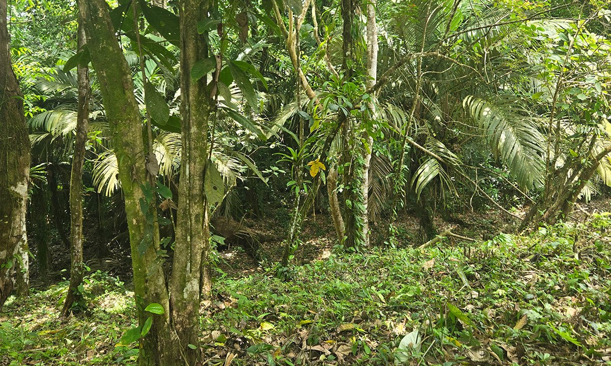 Finca Ecológica en Upala photo 4