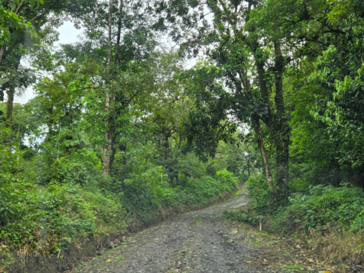 Tamarindo Property