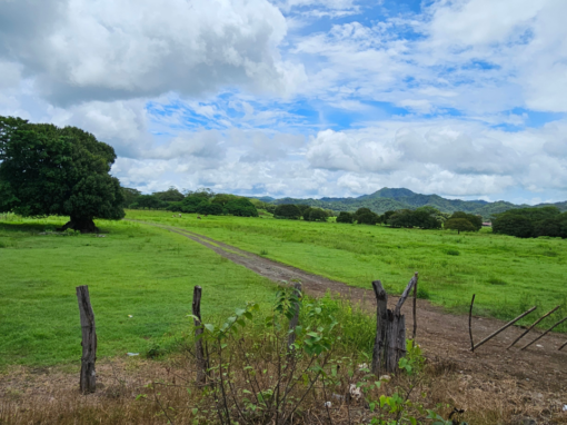 Tamarindo Property