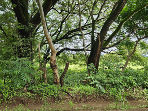 Tamarindo Property