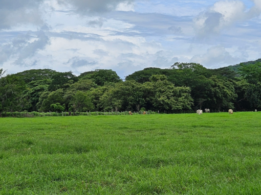 Tamarindo Property