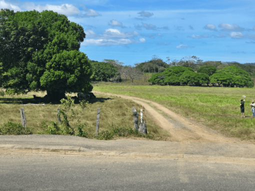 Tamarindo Property