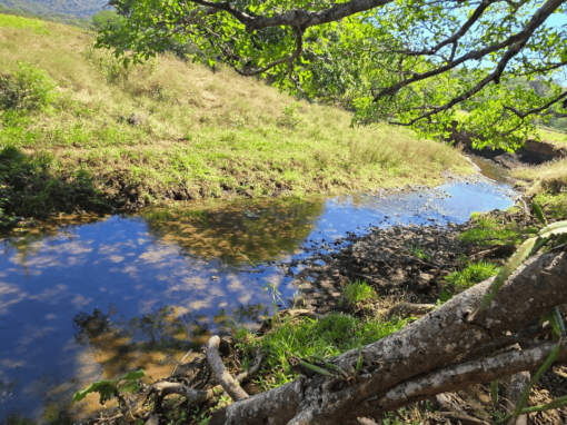 Tamarindo Property