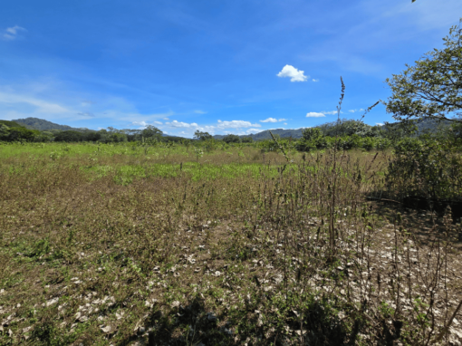 Tamarindo Property