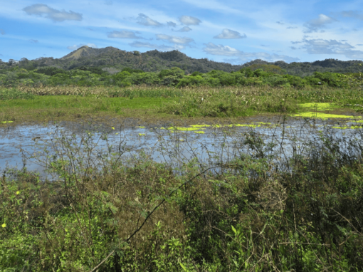 Tamarindo Property