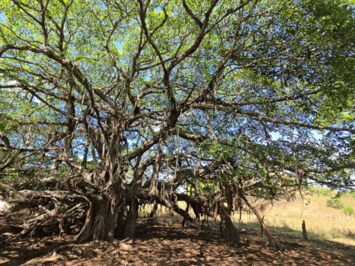 Tamarindo Property