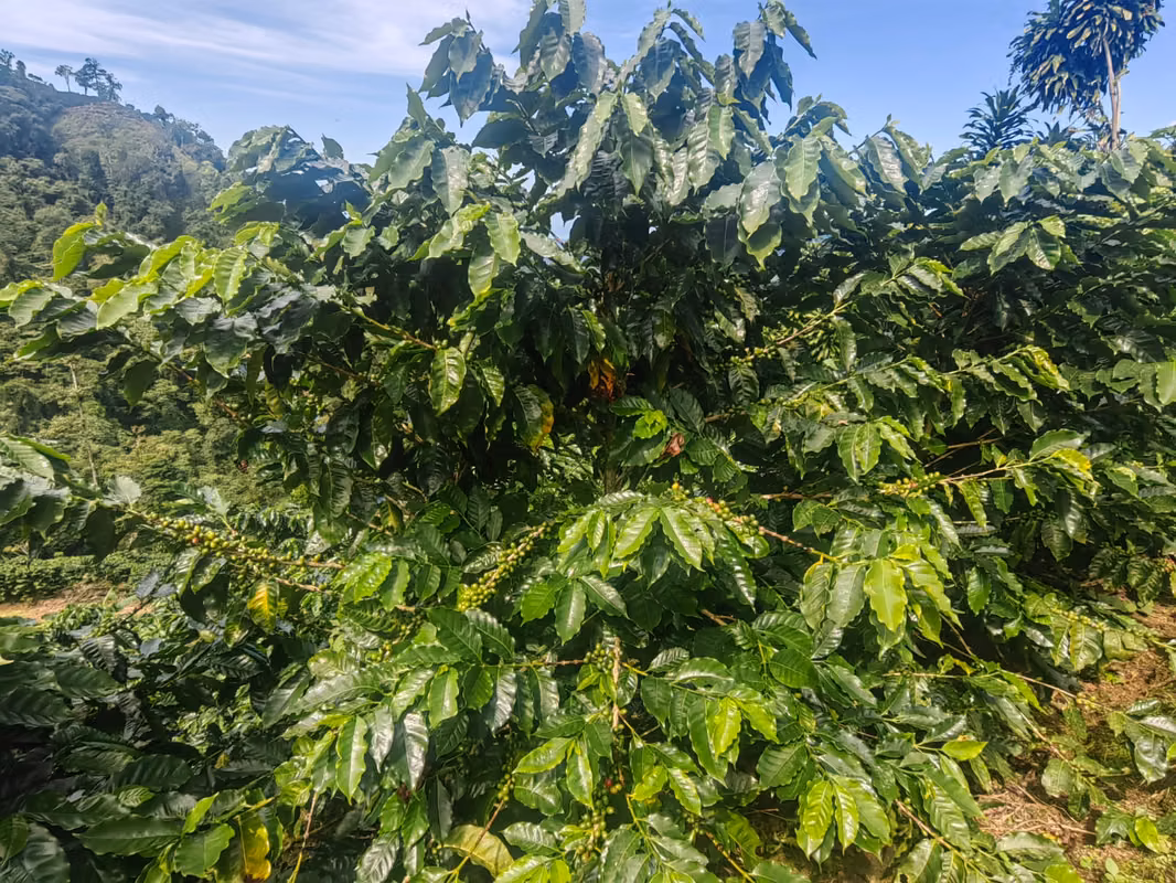 Finca Cafetalera de 201 Hectareas con Vista al Oceano Pacifico 04
