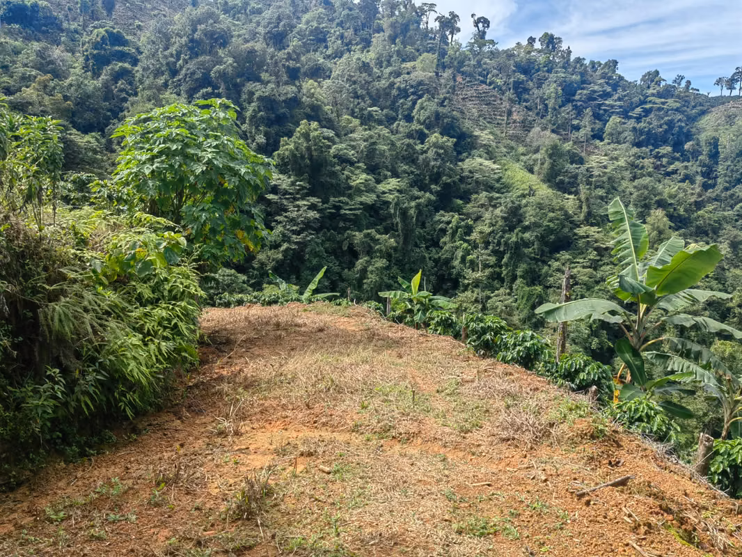 Finca Cafetalera de 201 Hectareas con Vista al Oceano Pacifico 05