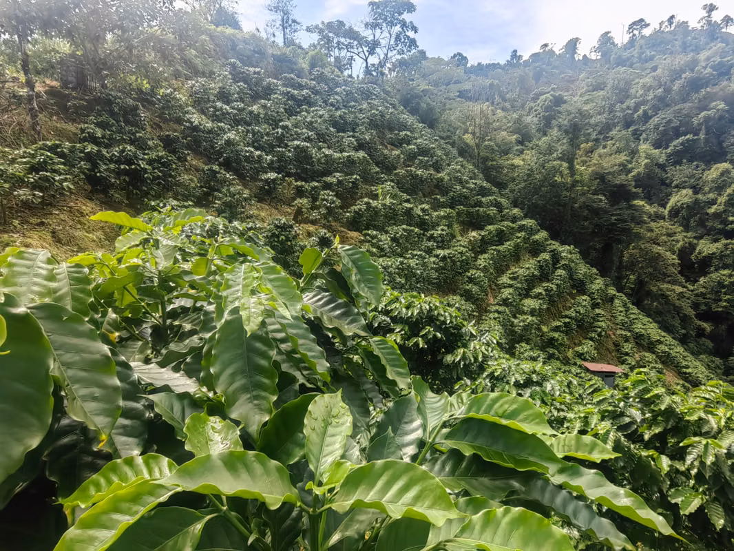 Finca Cafetalera de 201 Hectareas con Vista al Oceano Pacifico 06