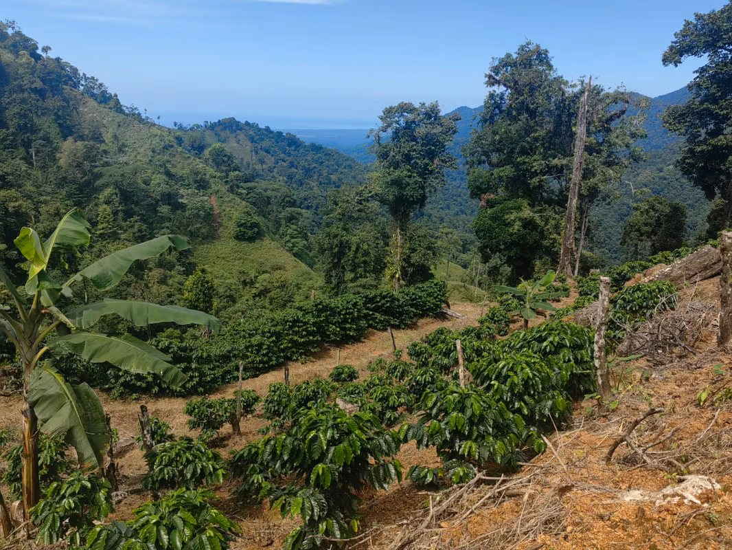 Finca Cafetalera de 201 Hectareas con Vista al Oceano Pacifico 08