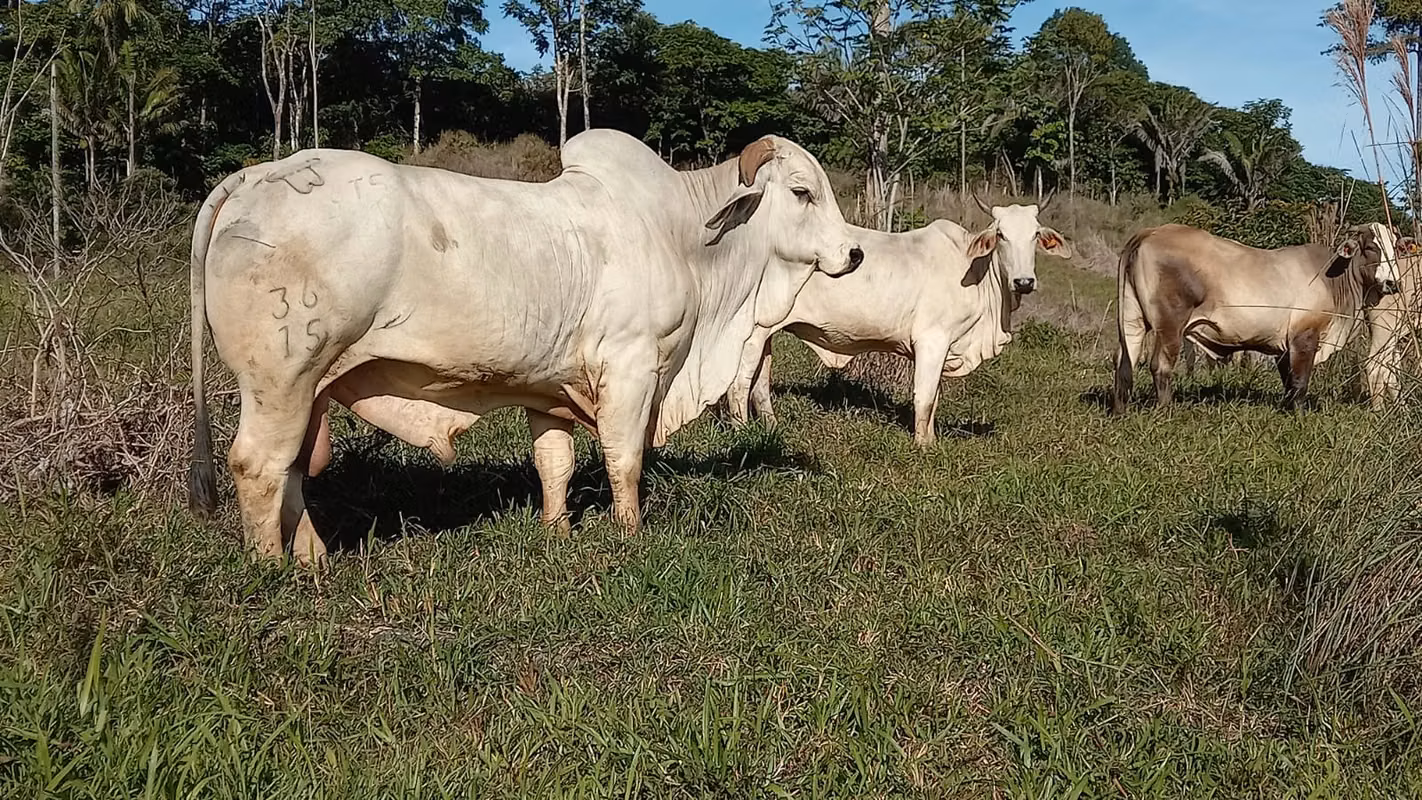 Venta de Finca Productiva de 151 Hectáreas Sarapiquí La Delia Heredia 06